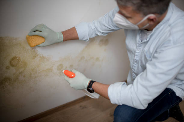 Best Same-Day Mold Removal  in Victoria, MS