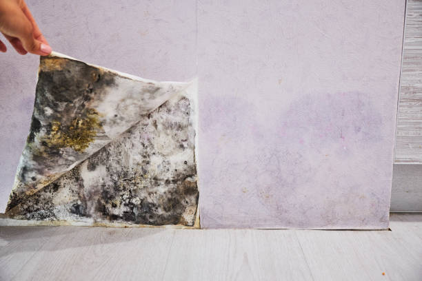 Mold Testing and Removal in Victoria, MS